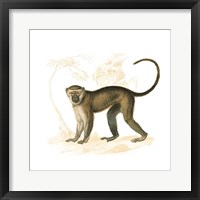 Golden Monkey Framed Print