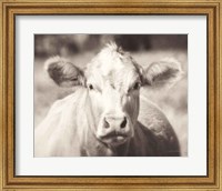 Pasture Cow Neutral Fine Art Print