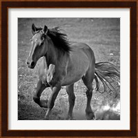 Horse Runner Fine Art Print