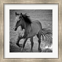 Horse Runner Fine Art Print