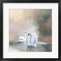 Swans in Mist Framed Print
