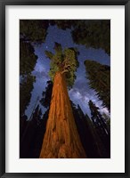 Sequoia Gen Sherman Fine Art Print