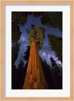 Sequoia Gen Sherman Fine Art Print