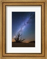 Bristlecone Milky Way Bryce Fine Art Print