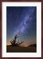 Star Trails behind old Bristlecone Pine Fine Art Print