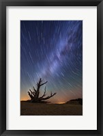 Star Trails behind old Bristlecone Pine Fine Art Print