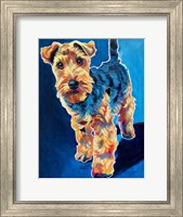 Schnauzer - Sadie Fine Art Print