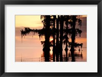 Sunrise Through the Cypress Fine Art Print