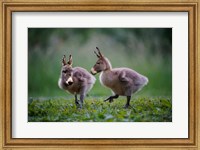 Donkey Ducklings Fine Art Print