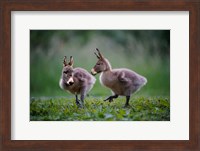 Donkey Ducklings Fine Art Print