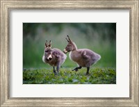 Donkey Ducklings Fine Art Print
