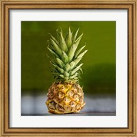 PineappleTurtle Fine Art Print