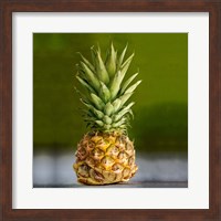 PineappleTurtle Fine Art Print