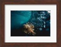 Tigerfish Fine Art Print