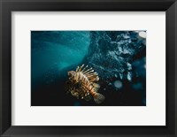 Tigerfish Fine Art Print