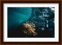 Tigerfish Fine Art Print