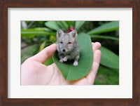 Artic Foxmouse Fine Art Print