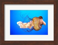 Monkfish Fine Art Print