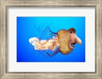 Monkfish Fine Art Print
