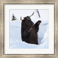 Hibernating Bullbear Fine Art Print