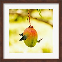 Mangobird Fine Art Print