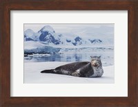 Leopard Seal Fine Art Print