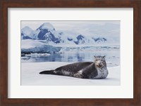 Leopard Seal Fine Art Print