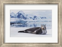 Leopard Seal Fine Art Print