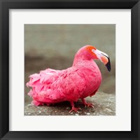Short neck flamingo Fine Art Print