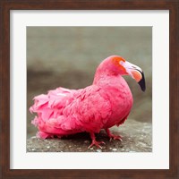 Short neck flamingo Fine Art Print