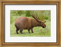 Capybaroose Fine Art Print