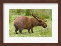 Capybaroose Fine Art Print
