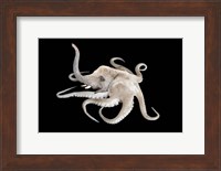 Octophant Fine Art Print