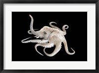 Octophant Fine Art Print