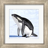 Orcaguin Fine Art Print
