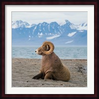 Big Horn Walrus Fine Art Print