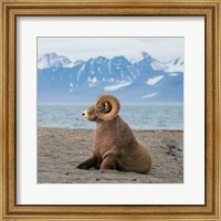 Big Horn Walrus Fine Art Print