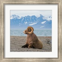 Big Horn Walrus Fine Art Print