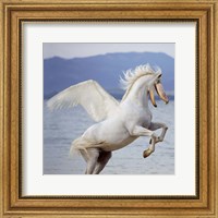 Shoebill Horse Fine Art Print