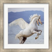 Shoebill Horse Fine Art Print