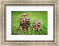 Turtle Pups Fine Art Print