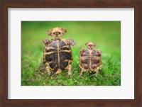 Turtle Pups Fine Art Print