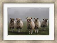 Sheepugs Fine Art Print
