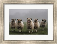 Sheepugs Fine Art Print