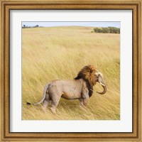 Lionephant Fine Art Print