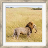 Lionephant Fine Art Print