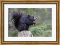 Squirrelbear Fine Art Print