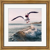 Gullshark Fine Art Print