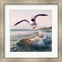 Gullshark Fine Art Print