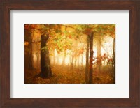 Autumn's Rainbow Fine Art Print